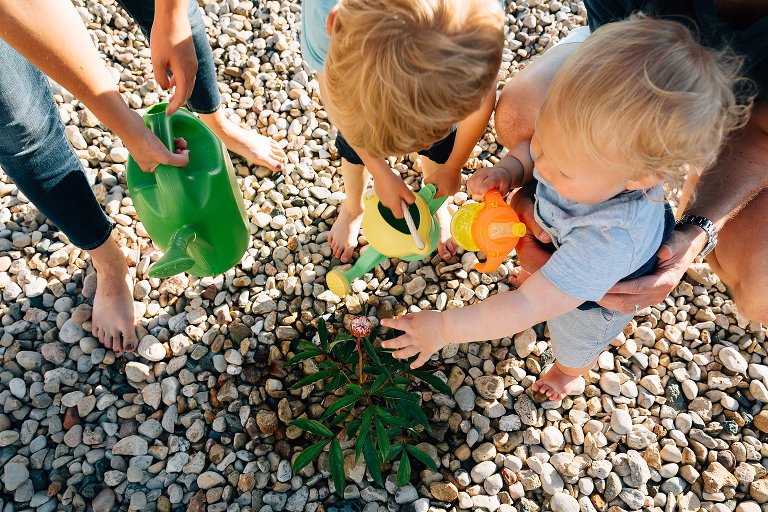 Family waters peony plants