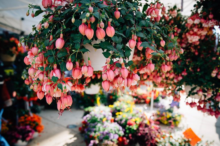 Hanging plant at farmer's market 
