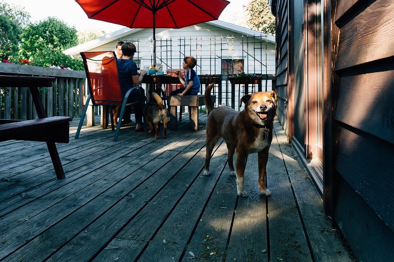 Focus on family dog while rest of the family is having dinner at picnic table on their deck