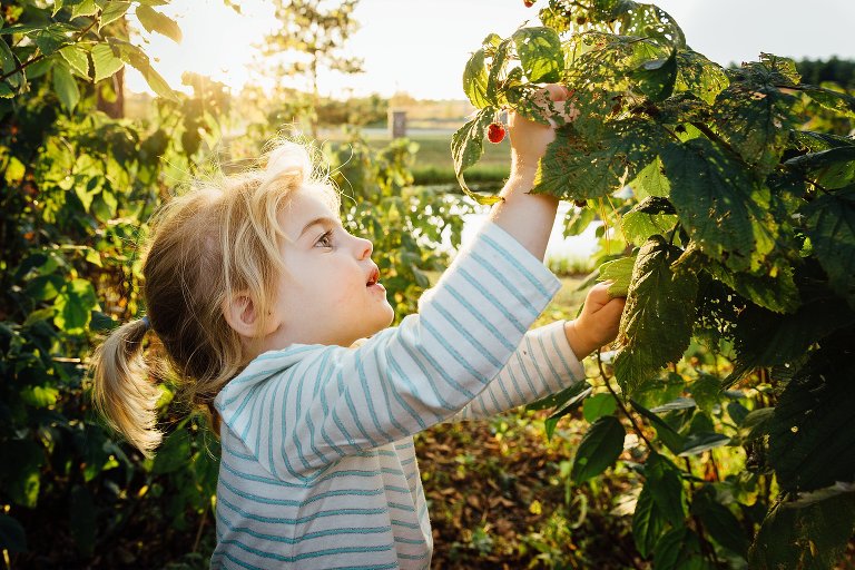 Young girl bends a raspberry branch toward her, a single raspberry is visible. 