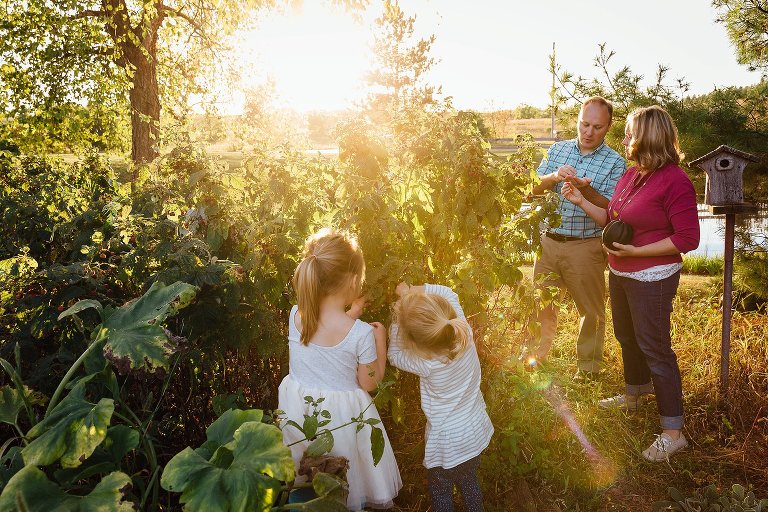 Girl pick raspberries from their backyard. Parents are on the side sharing picked raspberries. Mom is holding an acorn squash from her garden. The sun is warm, low, and lots of flare in the frame. 