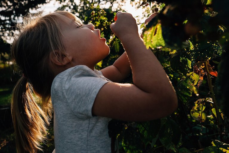 Young girl eats fresh raspberries off a bush in her yard. 