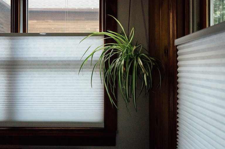 Spider plant reaches toward the light as it hangs in a corner. 