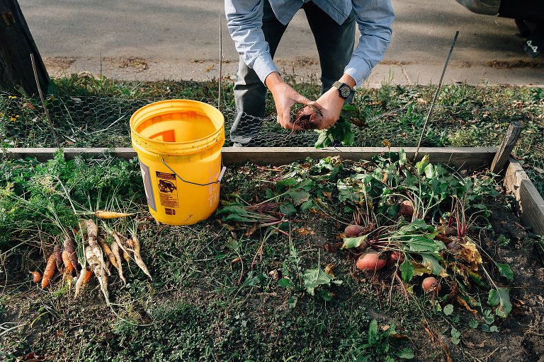Man pulls beets out of front yard garden. 