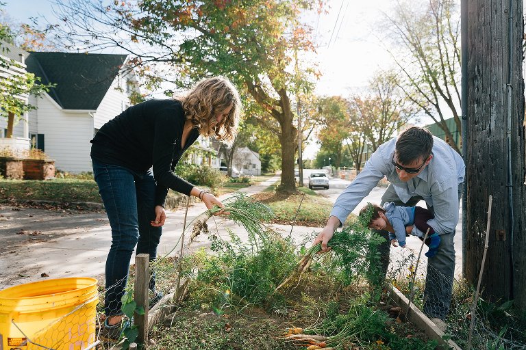Mom and Dad pull carrots from front yard garden. Dad holds baby as he reaches over the garden fence. 