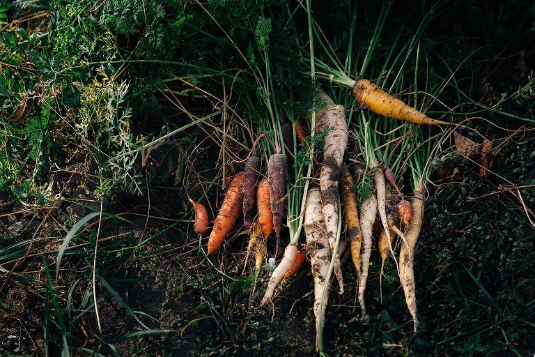 Yellow, white, and orange carrots freshly pulled from the garden 