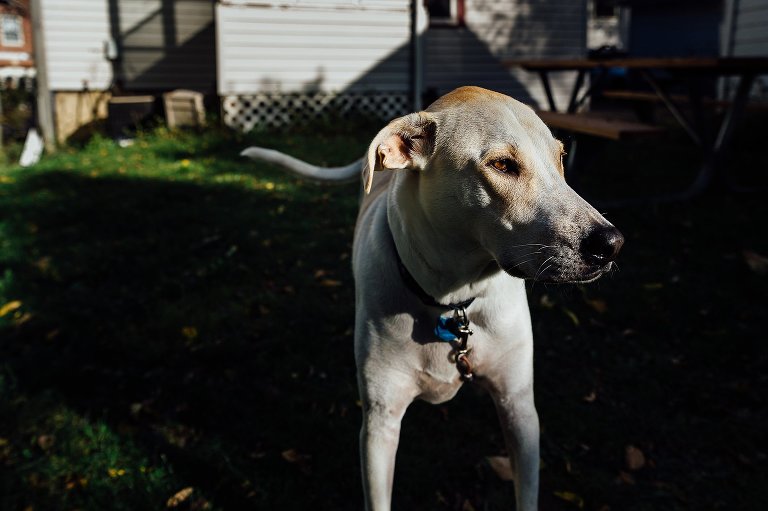 Family dog in late morning light. 