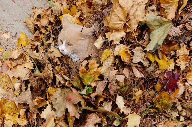 A yellow kitten sits in a pile yellow fall leaves. 