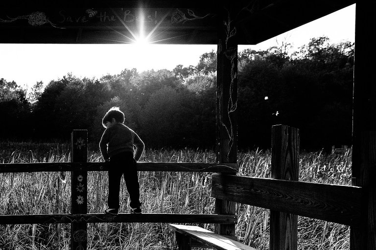 Black and white. Little boy climbs on wooden fence over cattail marsh.