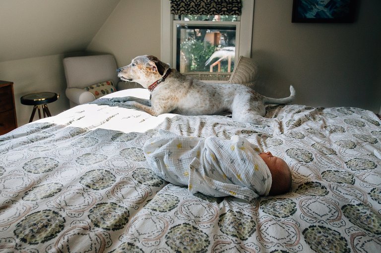 Newborn baby and dog both sleep on a bed.