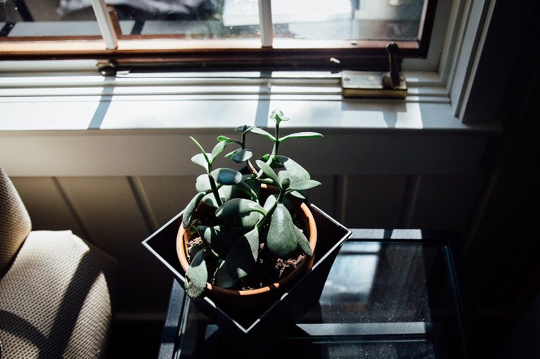 A succulent plant sitting on a side table next to a sunny window.