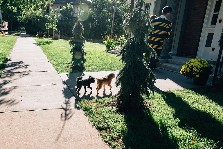 Two dogs cast shadows with two trees.