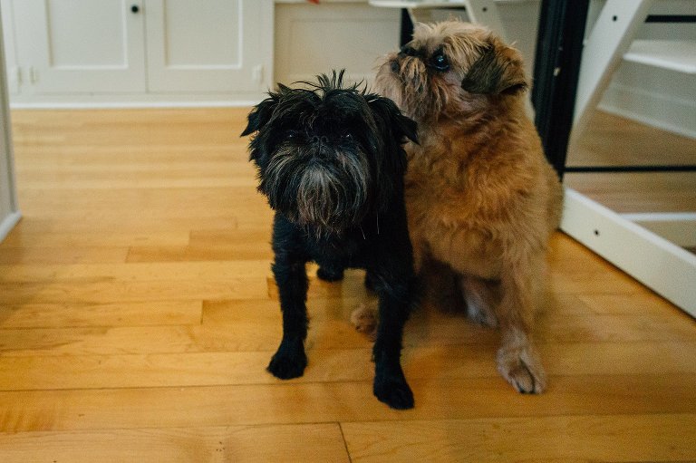 A small black dog and small brown dog stand near each other in the kitchen. 
