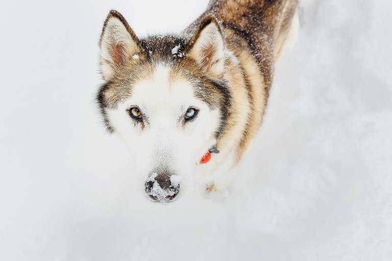 Top down shot of husky in the snow. The husky is making eye contact with the camera, has one blue and one brown eye, and his nose is covered in snow. 