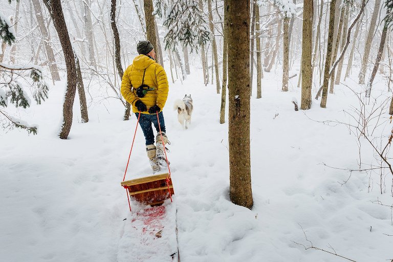 Snowy forest walk. Dad pulls red sled while Husky walks ahead and leads the walk off leash. Madison family photographer