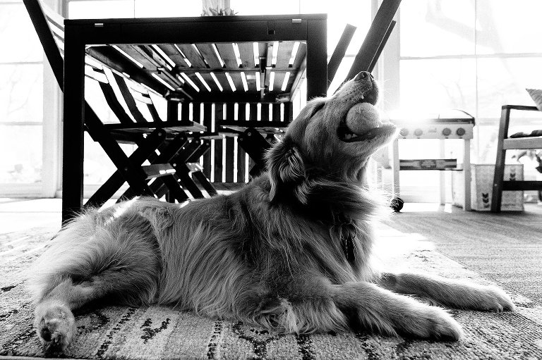 Golden Retriever dog plays with ball in her mouth while laying next to table. Black and white.
