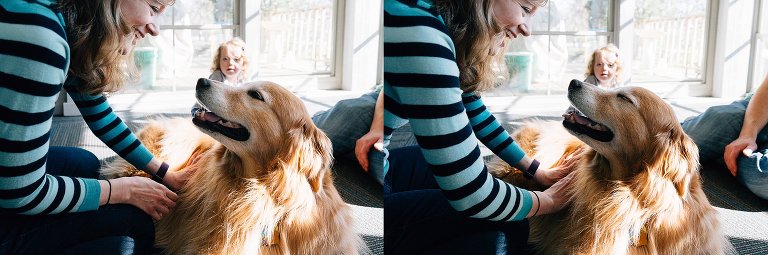Golden Retriever dog looks at his female human. 