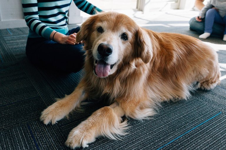 Golden retriever dog looks at the camera, laying on the ground. 