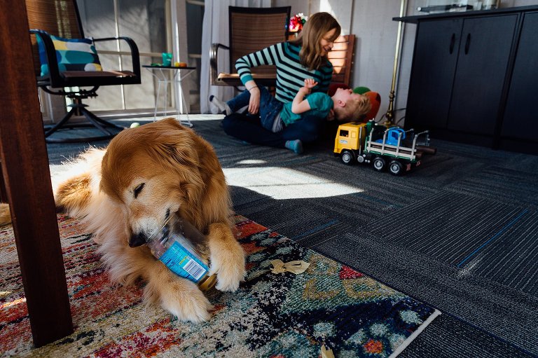 senior golden retriever dog licks peanut butter from the jar as mom playfully holds her son in the background 
