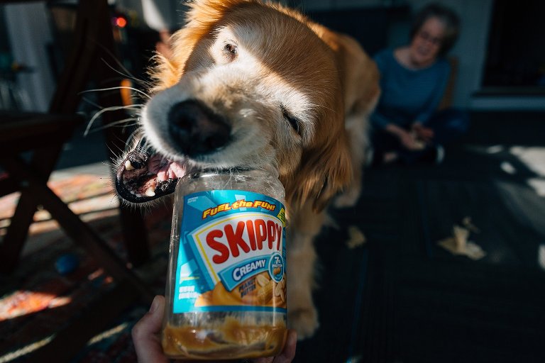 Senior Golden Retriever licks peanut butter out of a jar. 