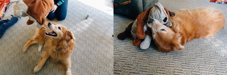 Senior Golden Retriever plays with her favorite toy on the floor. 