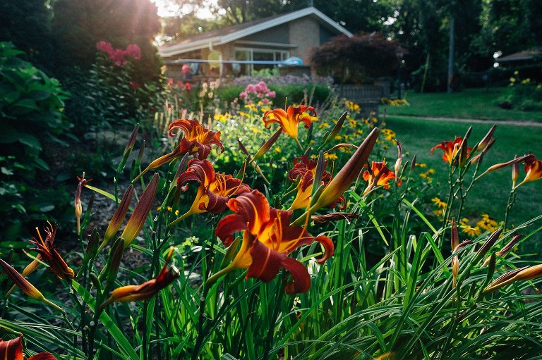 firecracker daylilies fill the garden 