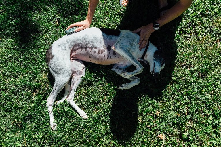 Greyhound gets brushed in the sun