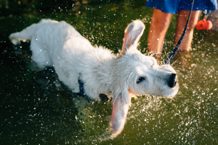Puppy shakes water off himself in a lake. 