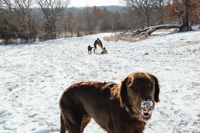 Dog in foreground with snow on his nose while Dad and kid are sledding in the background