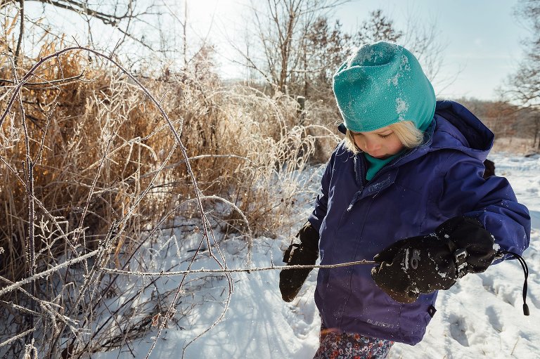 Preschooler examines hoar frost on a winter's day. 