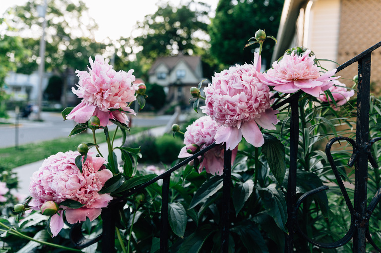 pink peonies in an urban garden