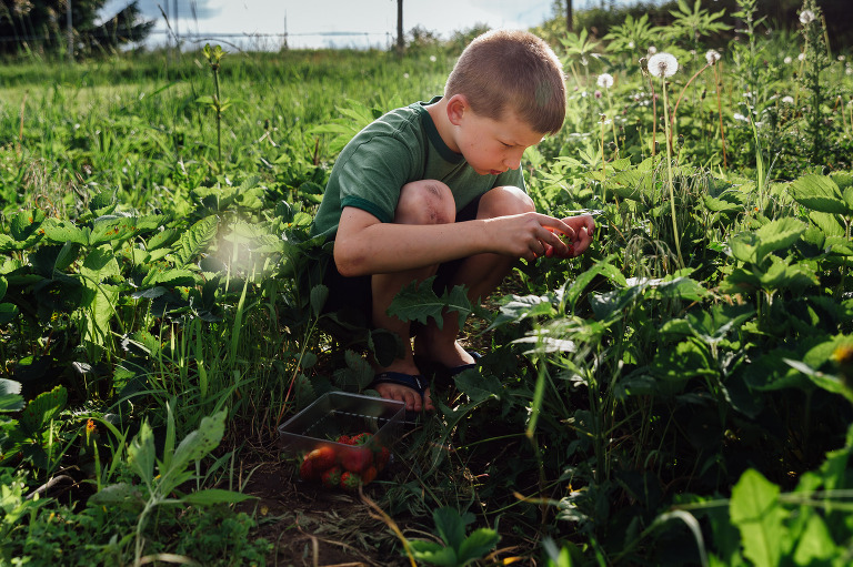 Boy examines strawberry in a field. Gift certificates available to purchase summer session.
