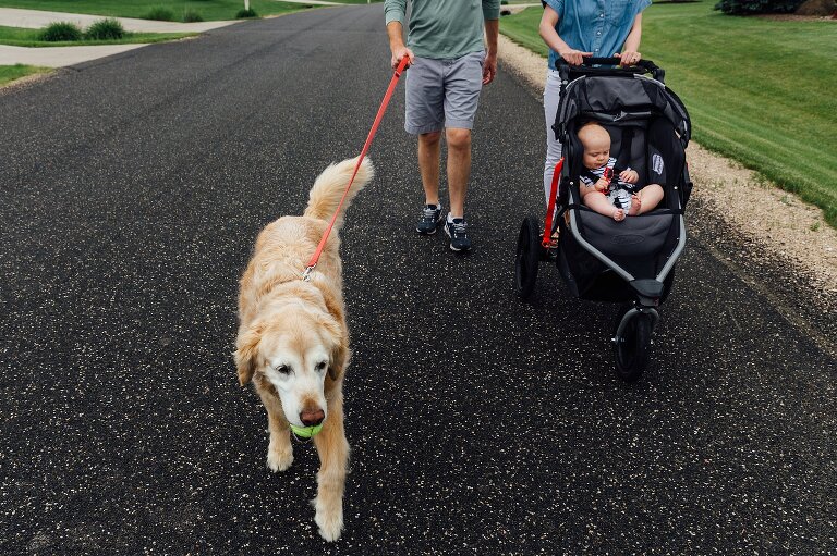 Mom, Dad, Baby and Dog go for a neighborhood walk. Dog holds tennis ball in his mouth. Family Photography in MIddleton.
