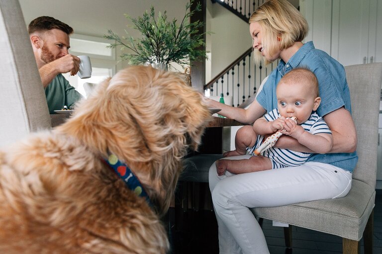Mom and dad eat breakfast while baby looks at golden retriever during Family Photography in MIddleton