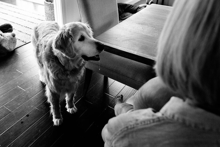 dog drools while looking at table with mashed bananas 