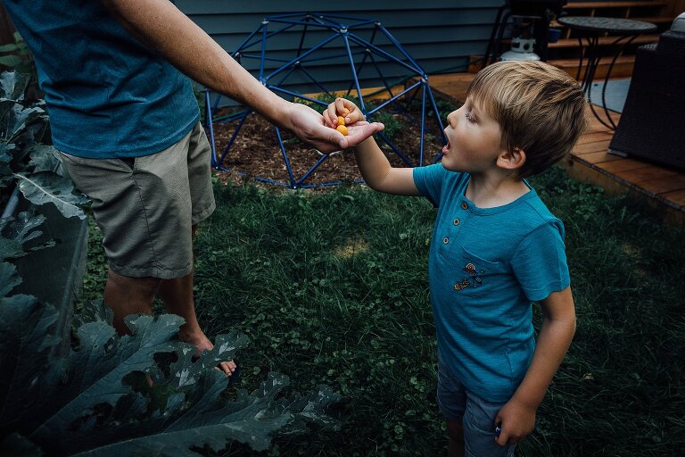 Dad holds out a palmful of cherry tomatoes and young son reaches for one and opens mouth. great for Backyard Family Photos