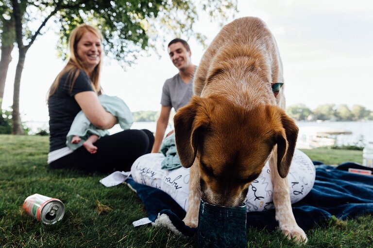 Dog drinks from a cup while parents are busy with the newborn in the backyard on the lake