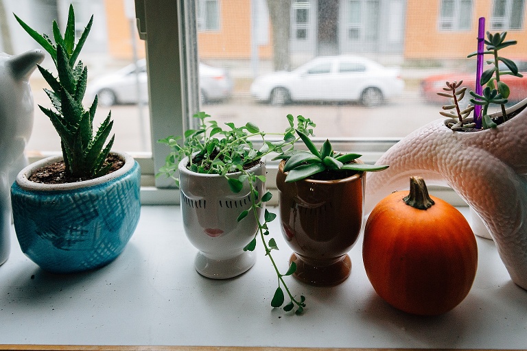 Four plants and a small pumpkin in a windowsill