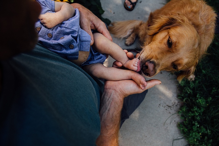 Golden Retriever licks baby's toes while dad hold baby in arms 