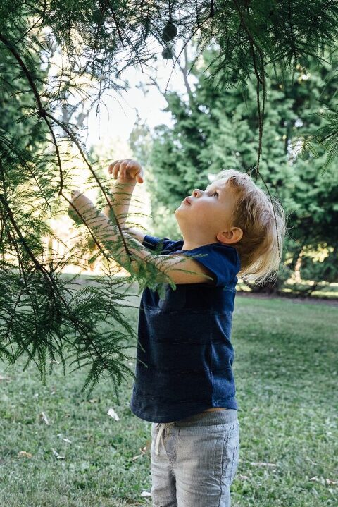 Preschool boy reaches for a pinecone in an evergreen tree