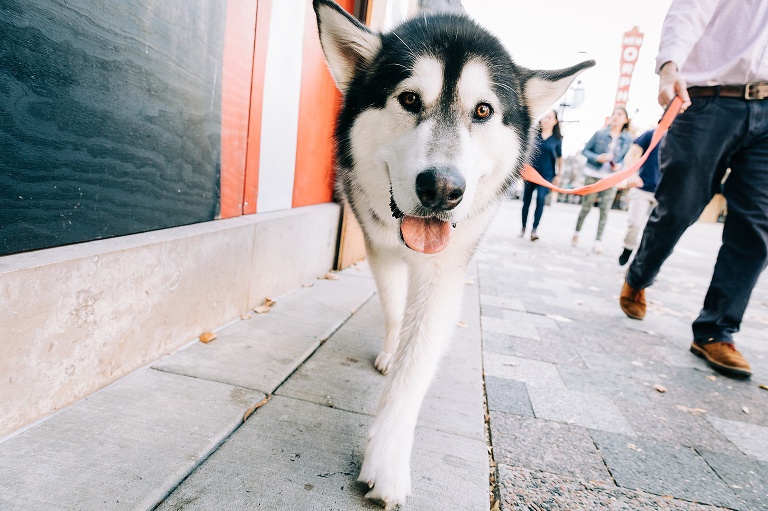 large husky dog walks in downtown Madison