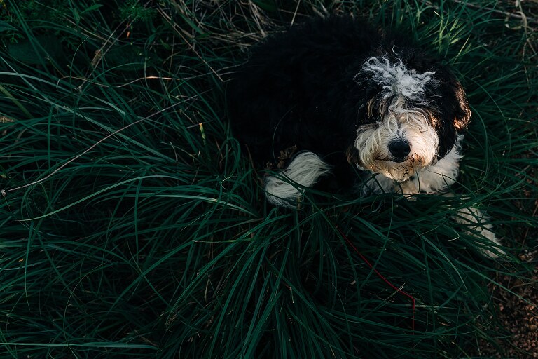 Dog lays in long grass