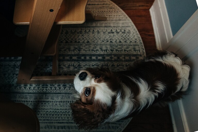 beautiful dog looks up at toddler son
