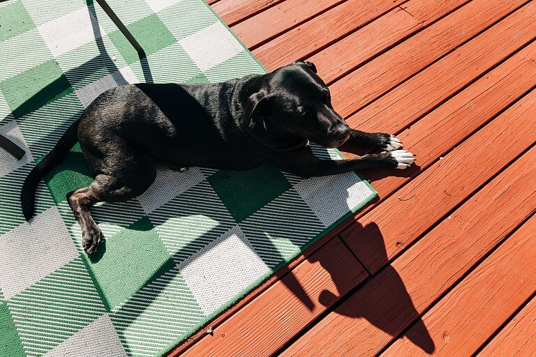 dog lays on sunny porch on a quiet summer morning