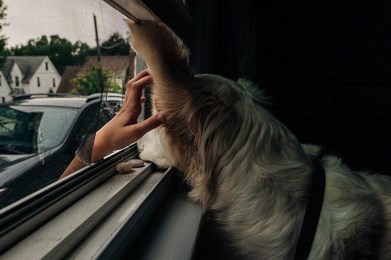 a young child's hand reaches through a rip in an indoor screen to pet a golden retriever dog