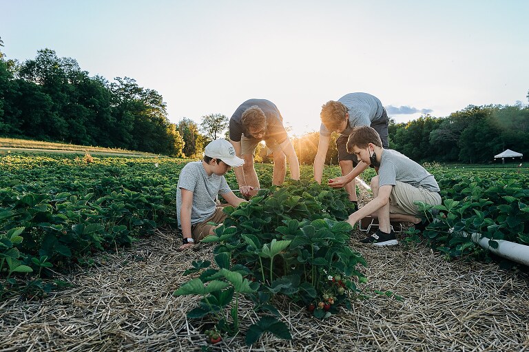 Family of four crouches over rows of strawberries at sunset 