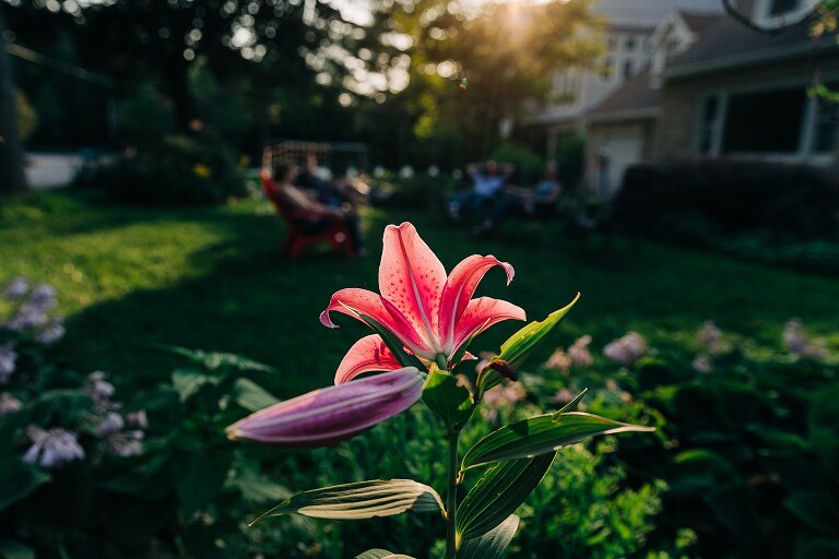 focus on pink daylily in the garden all sunlit with family in chairs out of focus behind it on summer nights 