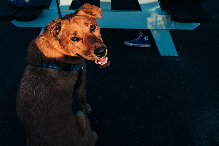 Family fox red labrador retriever's face is illuminated by the late afternoon sun, middle son's Converse shoe in background