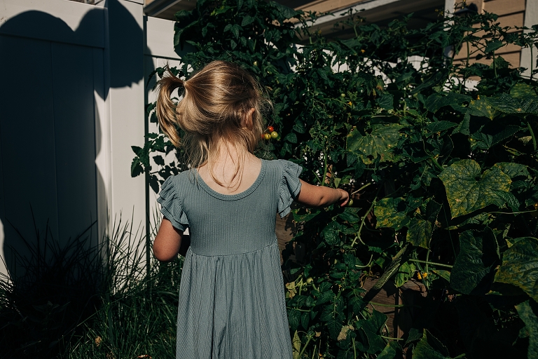 Older sister picks cherry tomatoes from tomato plants, with photographer's shadow in the background