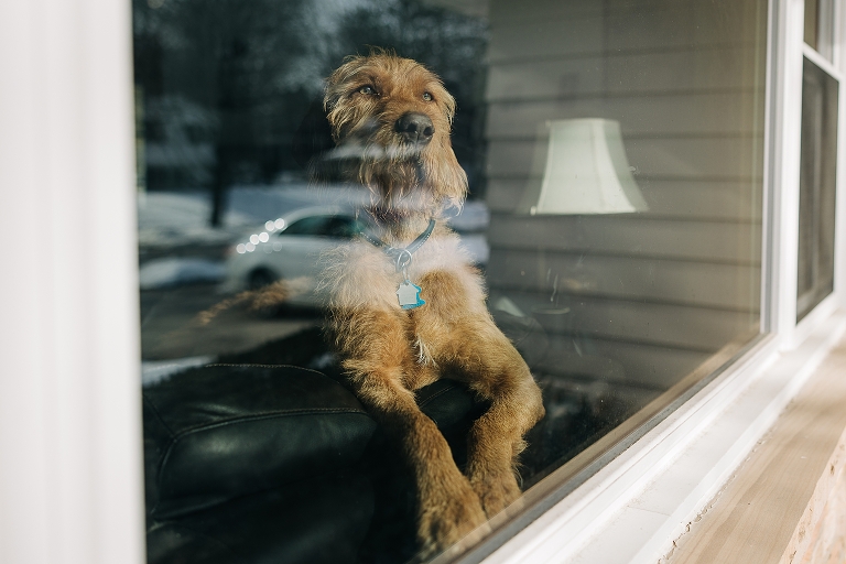 Dog sits in window looking out at winter's day